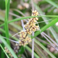 Lomandra longifolia (Spiny-headed Mat-rush, Honey Reed) at Wodonga, VIC - 31 Aug 2024 by KylieWaldon