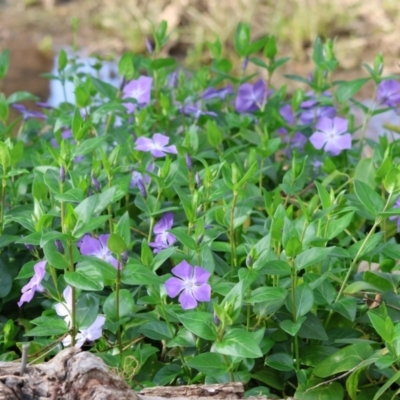 Vinca major (Blue Periwinkle) at Wodonga, VIC - 31 Aug 2024 by KylieWaldon