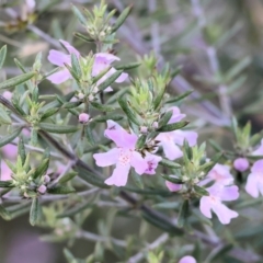 Westringia eremicola (Slender Western Rosemary) at Wodonga, VIC - 31 Aug 2024 by KylieWaldon