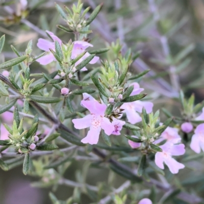 Westringia eremicola (Slender Western Rosemary) at Wodonga, VIC - 31 Aug 2024 by KylieWaldon