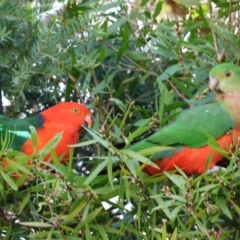 Alisterus scapularis (Australian King-Parrot) at Wodonga, VIC - 31 Aug 2024 by KylieWaldon