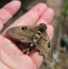 Dasypodia selenophora (Southern old lady moth) at Captains Flat, NSW - 8 Sep 2024 by Csteele4