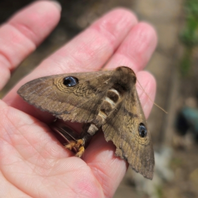 Dasypodia selenophora (Southern old lady moth) at Captains Flat, NSW - 8 Sep 2024 by Csteele4