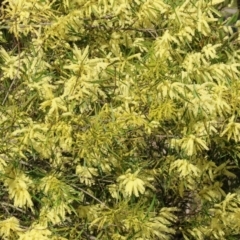 Acacia longifolia subsp. longifolia (Sydney Golden Wattle) at Wodonga, VIC - 31 Aug 2024 by KylieWaldon