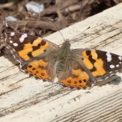 Vanessa kershawi (Australian Painted Lady) at West Wodonga, VIC - 1 Sep 2024 by KylieWaldon