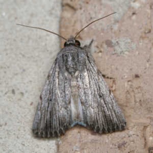 Neogalea sunia at Harrison, ACT - suppressed