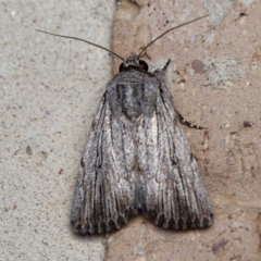 Neogalea sunia at Harrison, ACT - suppressed