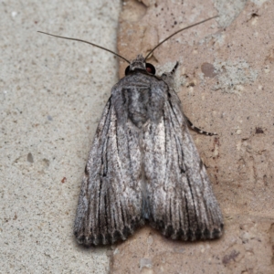 Neogalea sunia at Harrison, ACT - suppressed