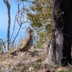 Phaps chalcoptera (Common Bronzewing) at Majura, ACT - 7 Sep 2024 by sbittinger