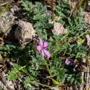 Erodium cicutarium at Kenny, ACT - 8 Sep 2024