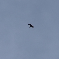 Aquila audax (Wedge-tailed Eagle) at Cook, ACT - 8 Sep 2024 by Tammy