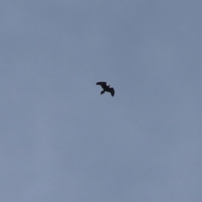 Aquila audax (Wedge-tailed Eagle) at Cook, ACT - 8 Sep 2024 by Tammy