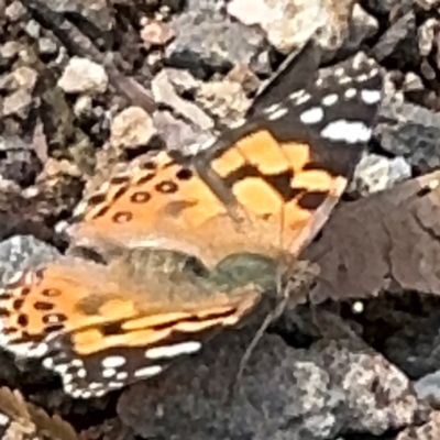 Vanessa kershawi (Australian Painted Lady) at Surf Beach, NSW - 8 Sep 2024 by Hejor1