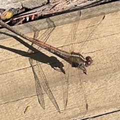 Diplacodes bipunctata (Wandering Percher) at Surf Beach, NSW - 8 Sep 2024 by Hejor1