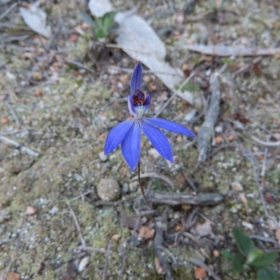 Cyanicula caerulea (Blue Fingers, Blue Fairies) at Denman Prospect, ACT - 8 Sep 2024 by SandraH