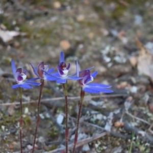 Cyanicula caerulea at Denman Prospect, ACT - 8 Sep 2024