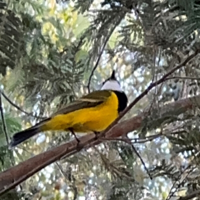 Pachycephala pectoralis (Golden Whistler) at Surf Beach, NSW - 8 Sep 2024 by Hejor1