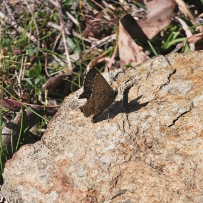 Paralucia crosbyi (Violet Copper Butterfly) by Csteele4