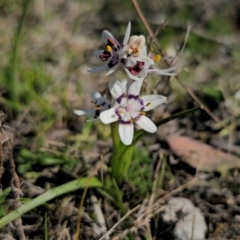 Wurmbea dioica subsp. dioica (Early Nancy) at Captains Flat, NSW - 8 Sep 2024 by Csteele4