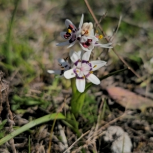 Wurmbea dioica subsp. dioica at Captains Flat, NSW - 8 Sep 2024 02:26 PM