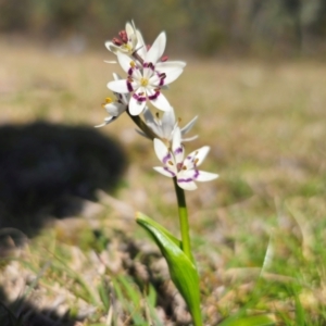 Wurmbea dioica subsp. dioica at Captains Flat, NSW - 8 Sep 2024 02:26 PM