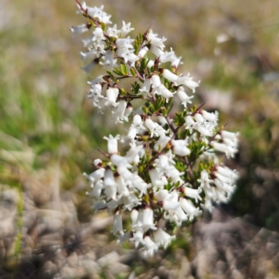 Cryptandra amara (Bitter Cryptandra) at Captains Flat, NSW - 8 Sep 2024 by Csteele4