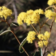 Pomaderris intermedia (Golden Pomaderris) at Acton, ACT - 7 Sep 2024 by Clarel