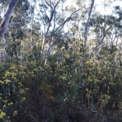 Pomaderris intermedia at Acton, ACT - 7 Sep 2024 04:01 PM