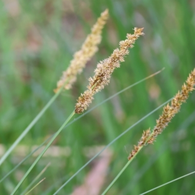 Carex appressa (Tall Sedge) at West Wodonga, VIC - 7 Sep 2024 by KylieWaldon