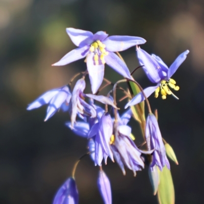 Stypandra glauca (Nodding Blue Lily) at Acton, ACT - 7 Sep 2024 by Clarel