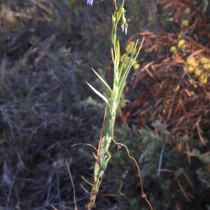 Stypandra glauca at Acton, ACT - 7 Sep 2024