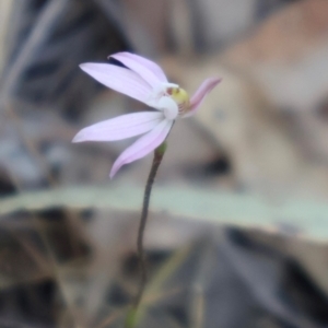 Caladenia fuscata at Acton, ACT - suppressed