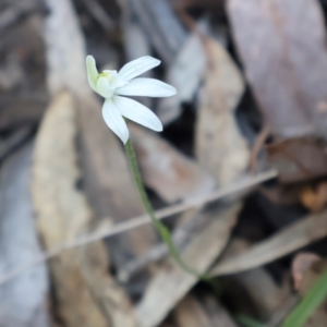 Caladenia fuscata at Acton, ACT - suppressed