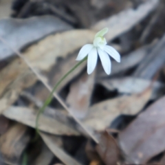 Caladenia fuscata at Acton, ACT - suppressed