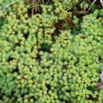 Unverified Lichen, Moss or other Bryophyte at West Wodonga, VIC - 8 Sep 2024 by KylieWaldon
