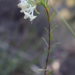 Pimelea linifolia (Slender Rice Flower) at Acton, ACT - 7 Sep 2024 by Clarel