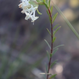 Pimelea linifolia at Acton, ACT - 7 Sep 2024