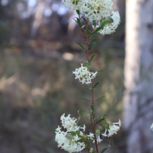 Pimelea linifolia at Acton, ACT - 7 Sep 2024