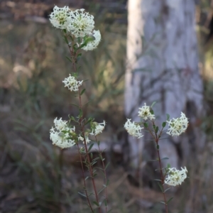 Pimelea linifolia at Acton, ACT - 7 Sep 2024