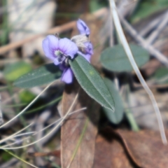 Hovea heterophylla (Common Hovea) at Acton, ACT - 7 Sep 2024 by Clarel