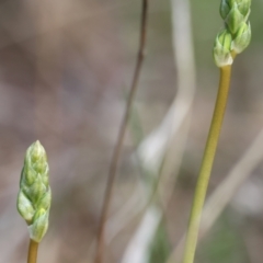 Bulbine sp. at West Wodonga, VIC - 7 Sep 2024 by KylieWaldon