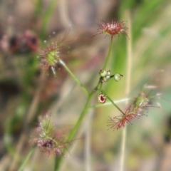 Drosera auriculata (Tall Sundew) at Acton, ACT - 7 Sep 2024 by Clarel