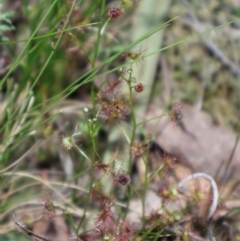 Drosera auriculata at Acton, ACT - 7 Sep 2024