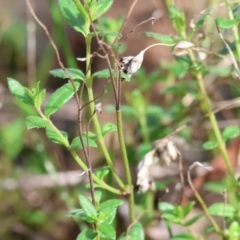 Gonocarpus tetragynus (Common Raspwort) at West Wodonga, VIC - 8 Sep 2024 by KylieWaldon