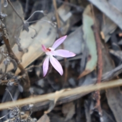 Caladenia fuscata (Dusky Fingers) at Acton, ACT - 7 Sep 2024 by Clarel