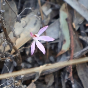 Caladenia fuscata at Acton, ACT - 7 Sep 2024