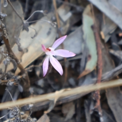 Caladenia fuscata (Dusky Fingers) at Acton, ACT - 7 Sep 2024 by Clarel