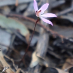 Caladenia fuscata at Acton, ACT - 7 Sep 2024