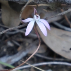 Caladenia fuscata at Acton, ACT - 7 Sep 2024