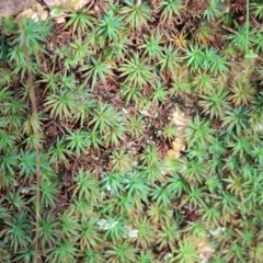 Polytrichaceae sp. (family) (A moss) at West Wodonga, VIC - 7 Sep 2024 by KylieWaldon